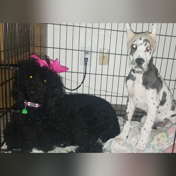 Meet your Posher, Stacey adele.... Babette (standard poodle) Nanook (Great Dane) - Picture 3 of 7